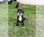 Small Photo #5 Great Dane Puppy For Sale in NEW KENSINGTON, PA, USA