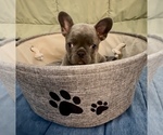 Small #2 French Bulldog