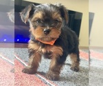Puppy Ramon Yorkshire Terrier
