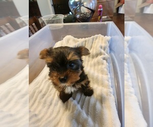 Yorkshire Terrier Puppy for sale in MACEDON, NY, USA
