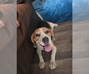 Taylor - Female Beagle Dog for Adoption - Photo #9