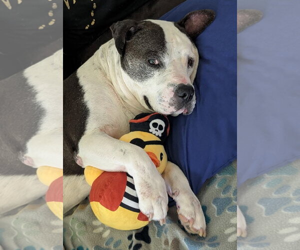 Medium Photo #9 Mutt Puppy For Sale in The Woodlands, TX, USA