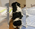 Small Photo #6 Shih Tzu Puppy For Sale in CARROLLTON, GA, USA