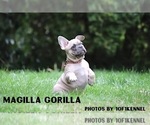 Small Photo #69 French Bulldog Puppy For Sale in TACOMA, WA, USA