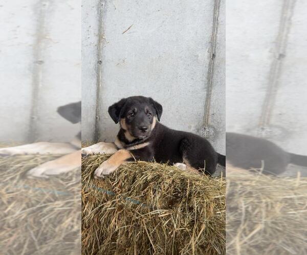 Medium Photo #4 German Shorthaired Lab Puppy For Sale in MOUNT SOLON, VA, USA
