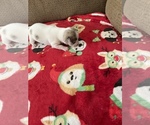 Small #2 Chihuahua
