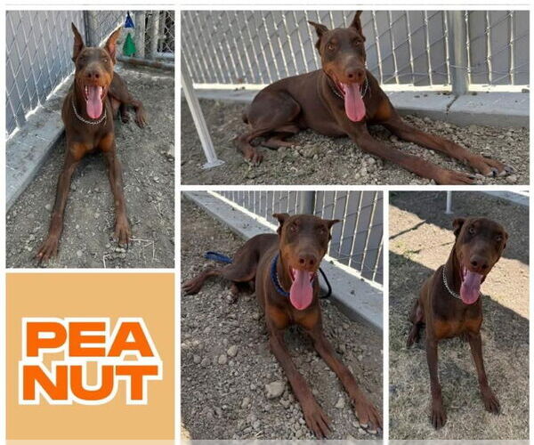 Medium Photo #2 Doberman Pinscher Puppy For Sale in Buffalo, MN, USA
