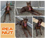 Small #1 Doberman Pinscher