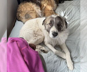 Great Pyrenees Dogs for adoption in Winter Park, CO, USA