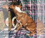 Small #11 Dachshund-Vizsla Mix