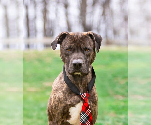 Medium Photo #7 Mutt Puppy For Sale in Unionville, PA, USA