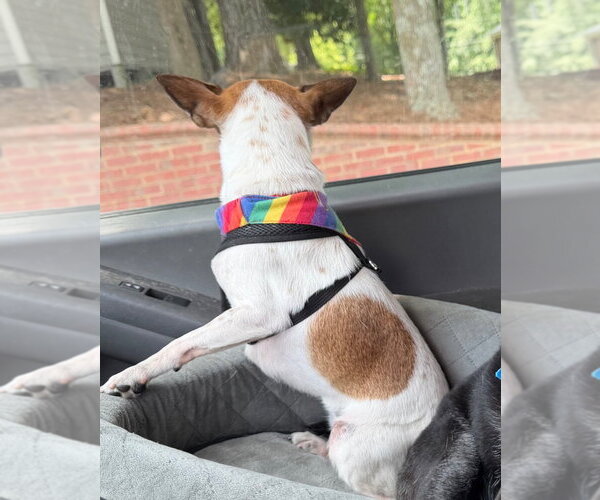 Medium Photo #8 Chihuahua-Unknown Mix Puppy For Sale in Ellijay, GA, USA