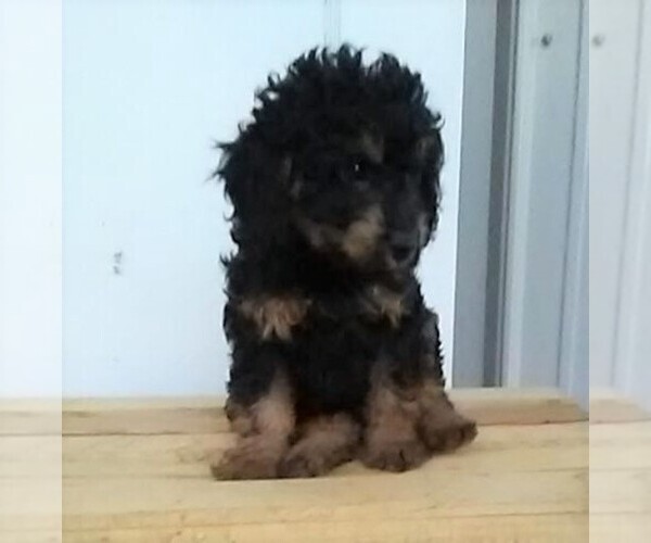 Medium Photo #2 Cavapoo-Poodle (Miniature) Mix Puppy For Sale in FREDERICKSBG, OH, USA