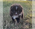 Small #2 Miniature American Shepherd