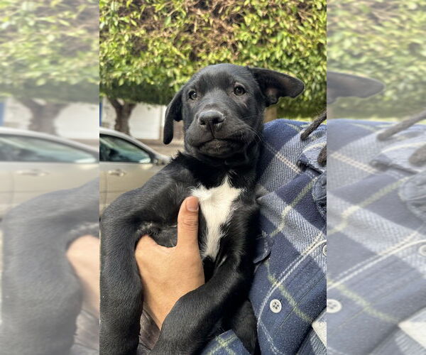 Medium Photo #2 Australian Kelpie-Labrador Retriever Mix Puppy For Sale in San Diego, CA, USA