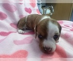 Small #1 Dachshund