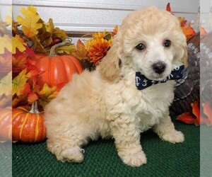 Poodle (Miniature) Puppy for sale in CASSVILLE, MO, USA