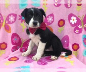 Border Collie Puppy for sale in NARVON, PA, USA