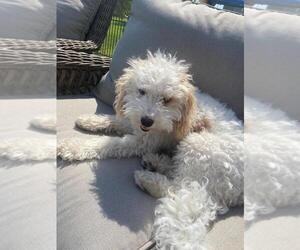 Aussiedoodle Miniature Puppy for sale in RUSKIN, FL, USA