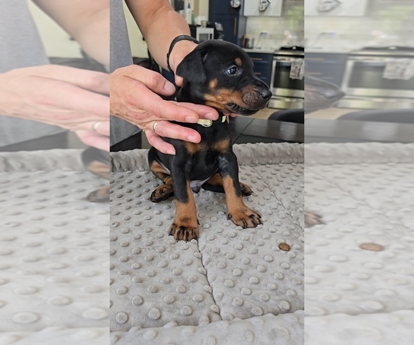 Medium Photo #11 Doberman Pinscher Puppy For Sale in WHEELING, IL, USA