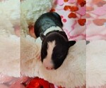 Small Photo #39 Border Collie Puppy For Sale in NORBORNE, MO, USA