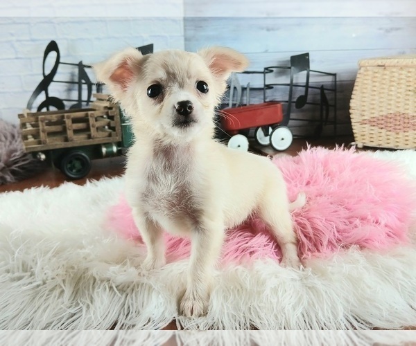 Medium Photo #1 Chihuahua Puppy For Sale in CARTHAGE, TX, USA