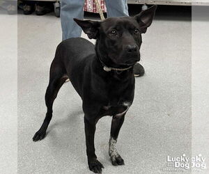 Labrador Retriever-Unknown Mix Dogs for adoption in Washington, DC, USA