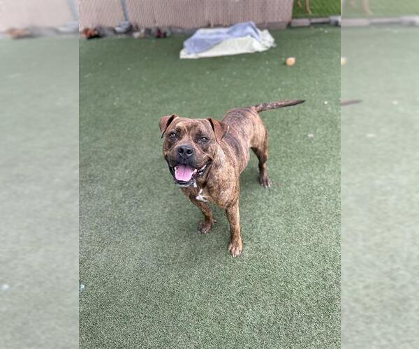 Medium Photo #1 Staffordshire Bull Terrier Puppy For Sale in Chula Vista, CA, USA