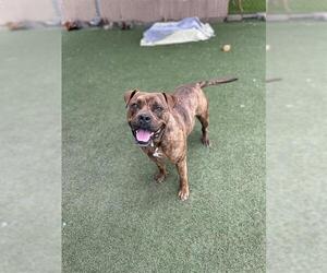 Staffordshire Bull Terrier Dogs for adoption in Chula Vista, CA, USA