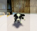Puppy Aqua Cardigan Welsh Corgi