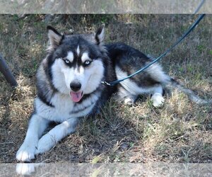 Siberian Husky-Unknown Mix Dogs for adoption in Bandera, TX, USA