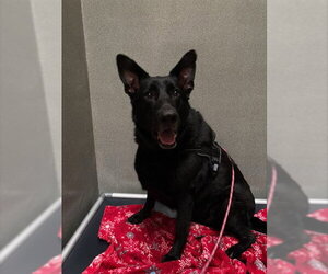 German Shepherd Dog Dogs for adoption in Lee's Summit, MO, USA