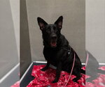 ALI - Female German Shepherd Dog Dog for Adoption - Small photo