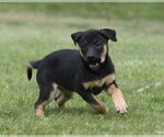 Small #1 Borador