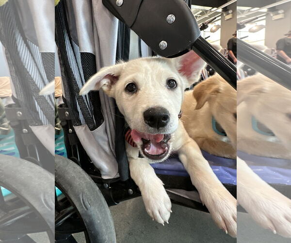 Medium Photo #5 Mutt Puppy For Sale in Germantown, OH, USA