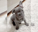 Small Photo #4 French Bulldog Puppy For Sale in BRIDGEWATER, NJ, USA