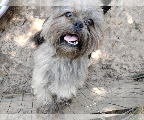 Medium Photo #2 Lhasa Apso Puppy For Sale in NEW WAVERLY, TX, USA