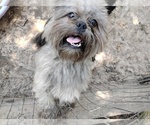 Small #1 Lhasa Apso