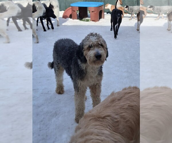 Medium Photo #1 Labradoodle Puppy For Sale in Rockaway, NJ, USA