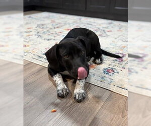 Border Collie-Unknown Mix Dogs for adoption in Aurora, CO, USA