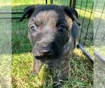 Puppy Blue collar Dutch Shepherd Dog
