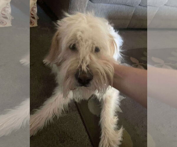 Medium Photo #3 Poodle (Standard)-Unknown Mix Puppy For Sale in Rustburg, VA, USA