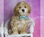 Small #4 Maltipoo