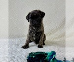 Small #3 Pug