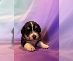 Corgipoo Puppy for sale in LONGMONT, CO, USA