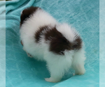 Small Photo #29 Pomeranian Puppy For Sale in PALM BCH GDNS, FL, USA