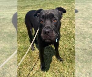 RUMI - Female Mutt Dog for Adoption - Photo #4