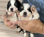 Puppy Puppy 4 Australian Shepherd