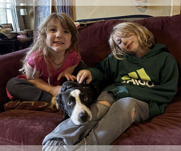 Medium Photo #3 Labrador Retriever-Siberian Husky Mix Puppy For Sale in Clarkston, MI, USA