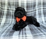 Small #4 ShihPoo